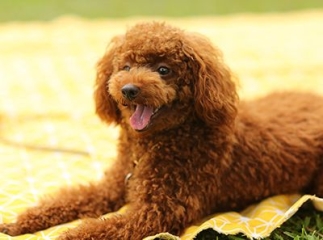 Caniche